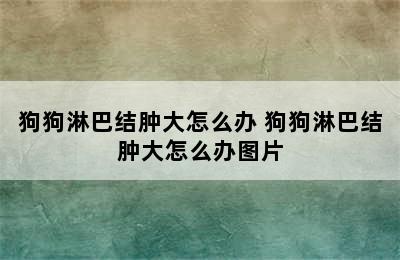 狗狗淋巴结肿大怎么办 狗狗淋巴结肿大怎么办图片